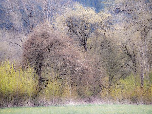 Gulin, Sylvia 아티스트의 USA-Washington State-Carnation early spring and trees just budding out작품입니다.